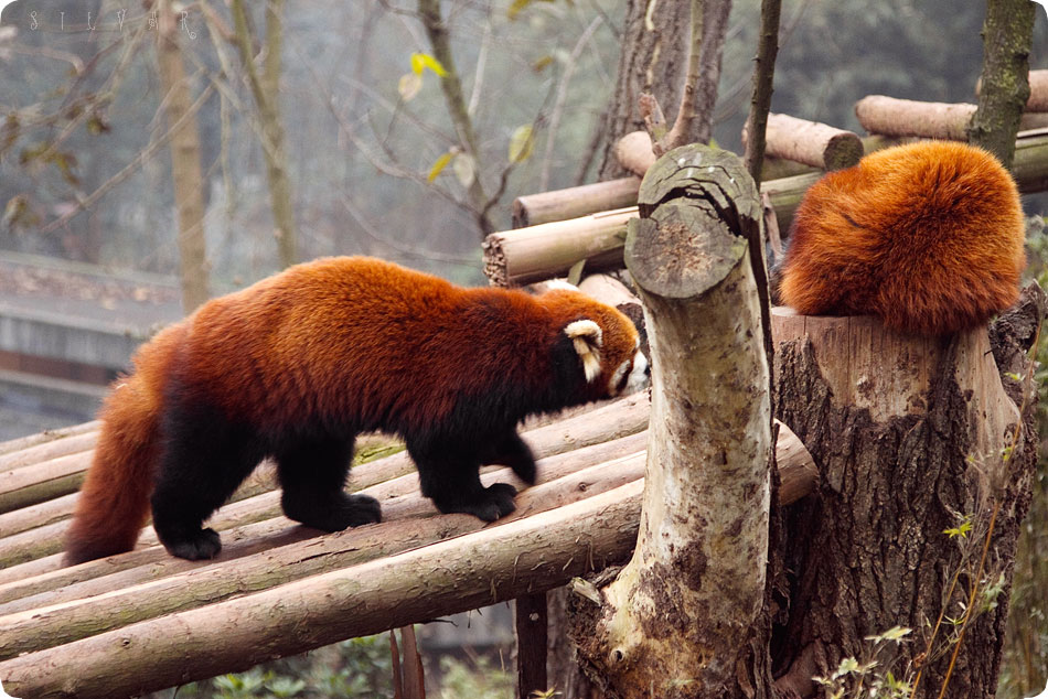 Firefox во всей красе