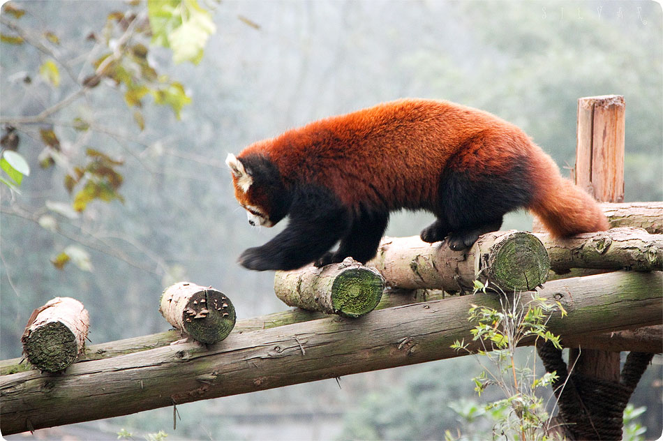 Firefox во всей красе