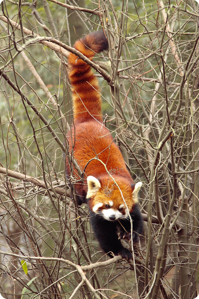 Firefox во всей красе