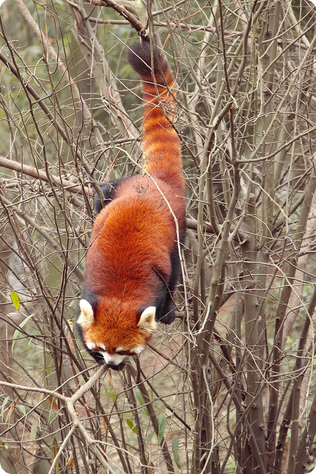 Firefox во всей красе 
