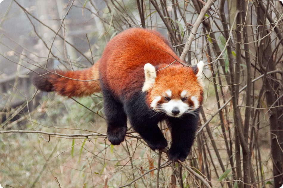 Firefox во всей красе