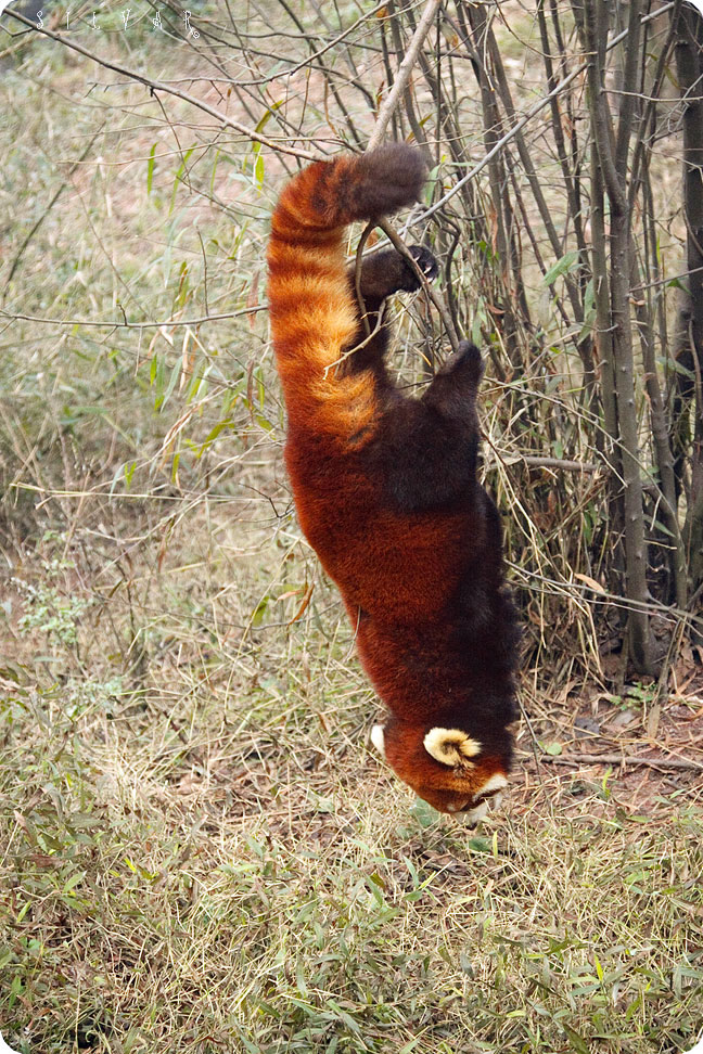 Firefox во всей красе