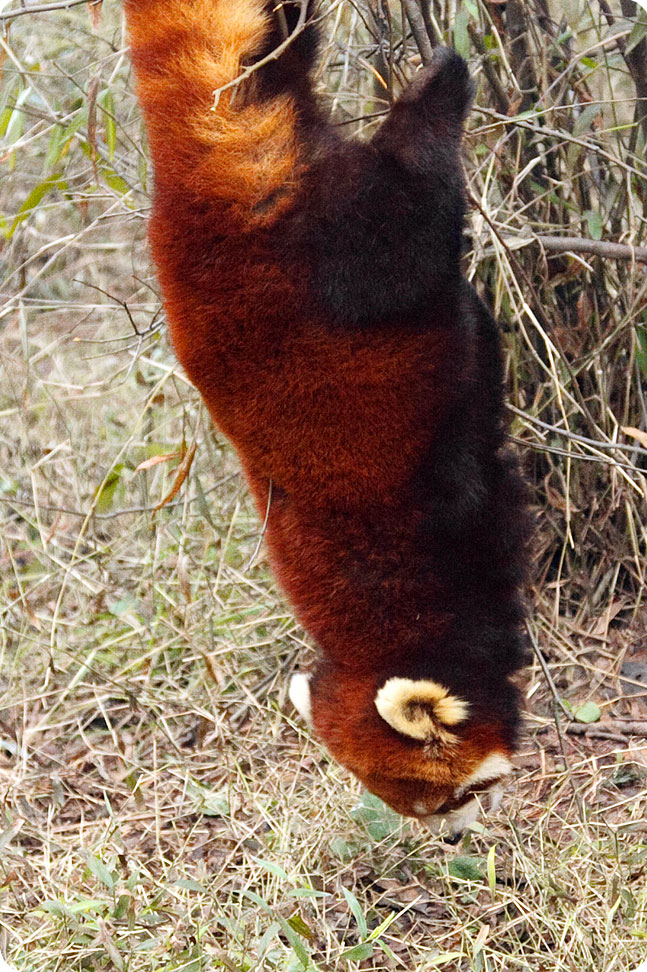 Firefox во всей красе
