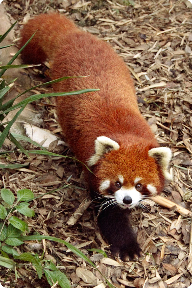 Firefox во всей красе