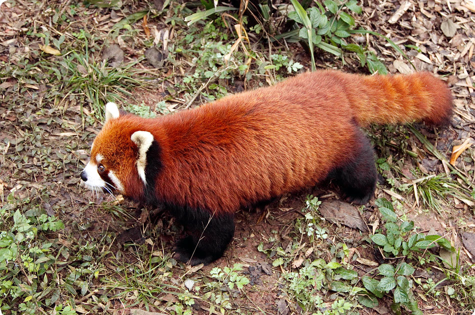 Firefox во всей красе