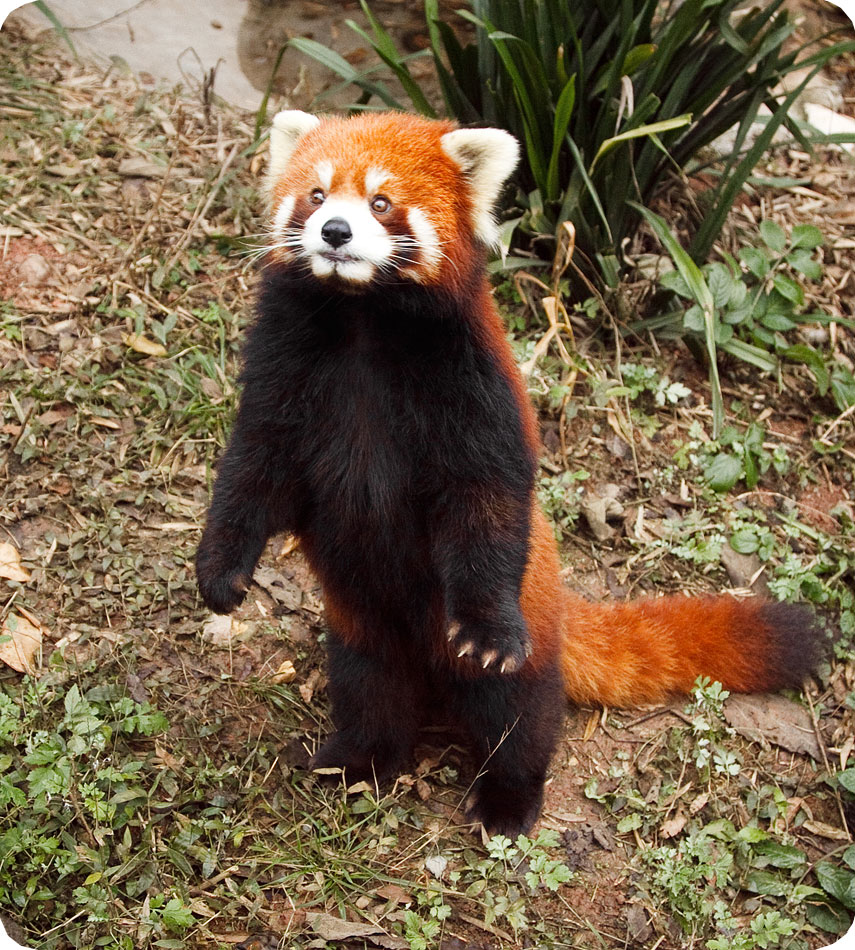 Firefox во всей красе