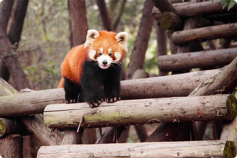 Firefox во всей красе